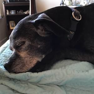 Meet your Posher, Dianne